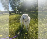 Small #5 Great Pyrenees