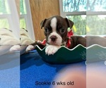 Puppy Sookie Boston Terrier