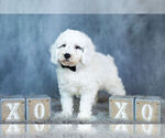 Small #2 Poodle (Toy)