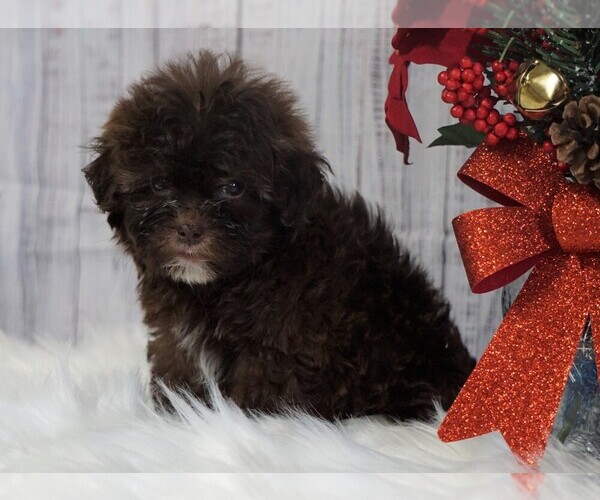 Medium Photo #3 Poodle (Toy) Puppy For Sale in FREDERICKSBG, OH, USA