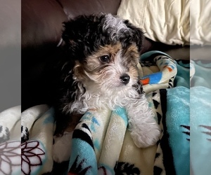 Aussiedoodle Miniature -Poodle (Toy) Mix Puppy for sale in TRAFALGAR, IN, USA