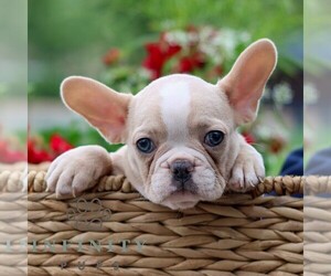 French Bulldog Puppy for sale in LITITZ, PA, USA