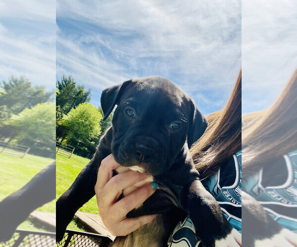Medium Photo #1 Mutt Puppy For Sale in Wenonah, NJ, USA