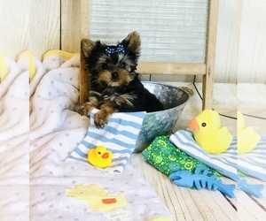 Yorkshire Terrier Puppy for sale in MANKATO, MN, USA