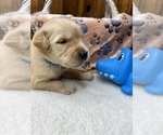 Small #13 Golden Retriever