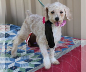 Poodle (Miniature) Dogs for adoption in Bandera, TX, USA
