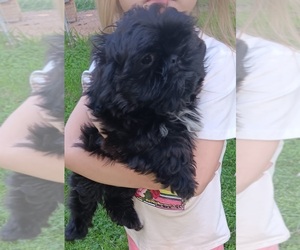 Shih Tzu Puppy for Sale in MOUNDS, Oklahoma USA