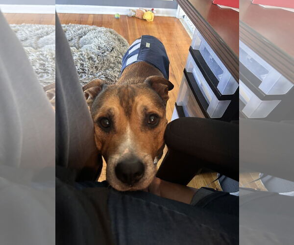 Medium Photo #4 Shepradors Puppy For Sale in Stephens City, VA, USA