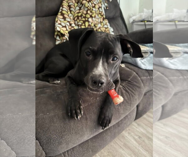 Medium Photo #10 American Pit Bull Terrier-Labrador Retriever Mix Puppy For Sale in Germantown, OH, USA