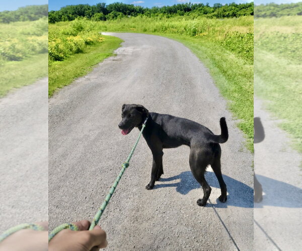 Medium Photo #2 Labrador Retriever-Unknown Mix Puppy For Sale in Williamsburg, IA, USA