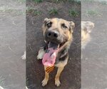 Small Shepradors