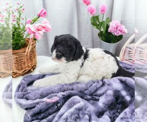 Poodle (Miniature)-Saint Berdoodle Mix Puppy for sale in MILLVILLE, MN, USA