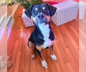 Miniature Pinscher-Unknown Mix Dogs for adoption in New Oxford , PA, USA