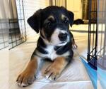 Small #1 Labrador Retriever Mix