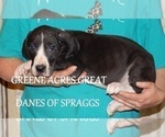 Small Photo #22 Great Dane Puppy For Sale in SPRAGGS, PA, USA