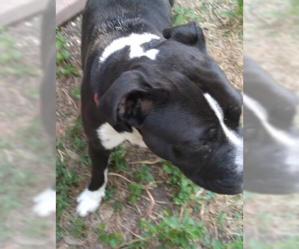 Medium Photo #1 American Staffordshire Terrier Puppy For Sale in San Antonio, TX, USA