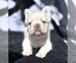 Polar Bear tuck - Male French Bulldog Puppy for Sale - Photo #4