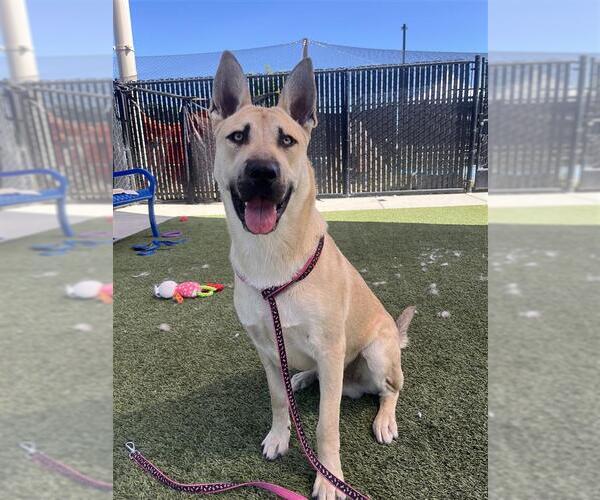 Medium Photo #1 German Shepherd Dog-Unknown Mix Puppy For Sale in Elk Grove, CA, USA