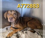 Small #2 Catahoula Leopard Dog Mix