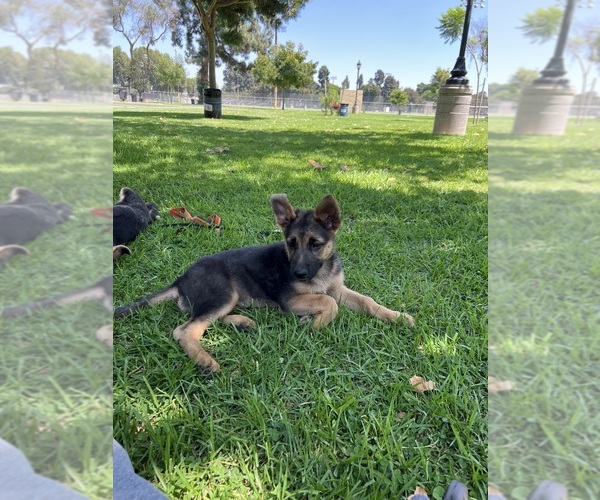 Medium Photo #6 German Shepherd Dog Puppy For Sale in LOS ANGELES, CA, USA