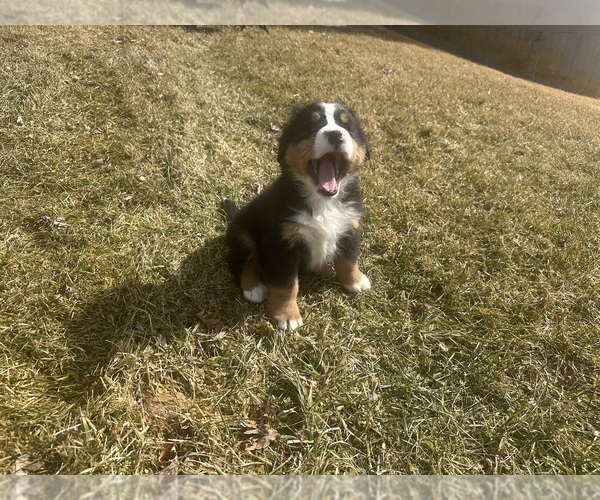 Medium Photo #5 Bernese Mountain Dog Puppy For Sale in ATHENS, WI, USA