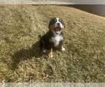 Small #4 Bernese Mountain Dog