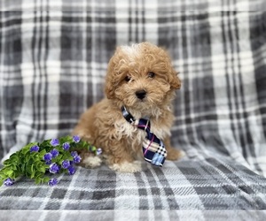 Bichpoo Puppy for sale in LAKELAND, FL, USA