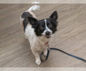 Papillon Dogs for adoption in Martinez, CA, USA