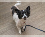 Small Papillon