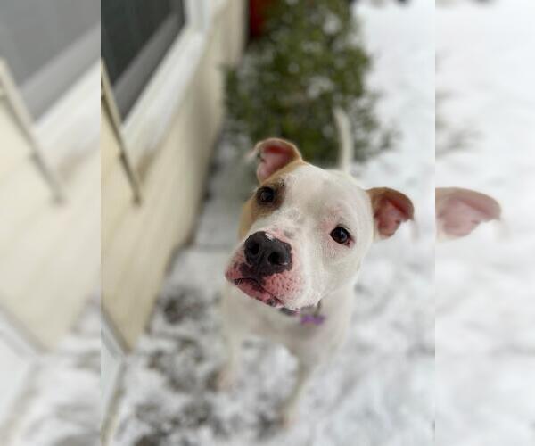 Medium Photo #2 American Pit Bull Terrier Puppy For Sale in Rootstown, OH, USA