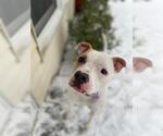 Small #1 American Pit Bull Terrier