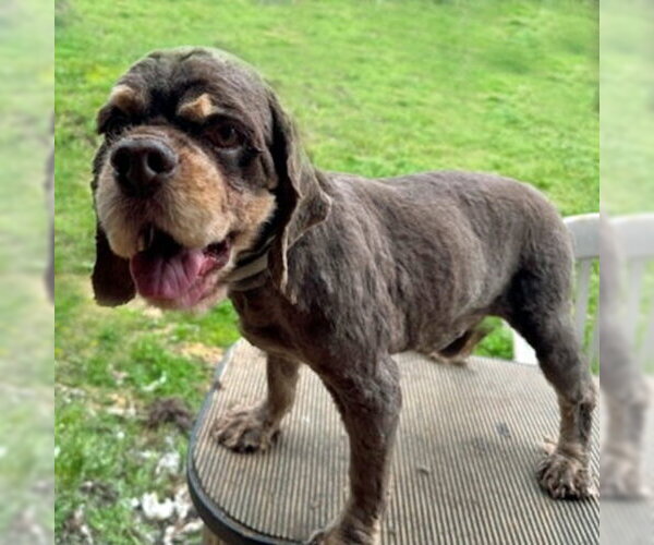 Medium Photo #8 Cocker Spaniel Puppy For Sale in Arlington, VA, USA
