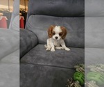 Small Photo #14 Cavalier King Charles Spaniel Puppy For Sale in SAINT PETERSBURG, FL, USA