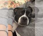 Small #8 Boglen Terrier