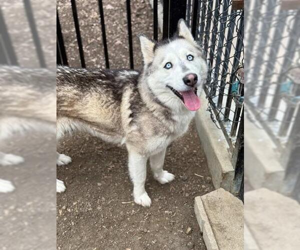 Medium Photo #1 Siberian Husky-Unknown Mix Puppy For Sale in Riverside, CA, USA