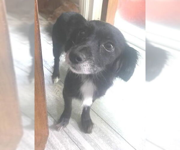 Medium Photo #2 Chihuahua-Colonial Cocker Spaniel Mix Puppy For Sale in Los Angeles, CA, USA