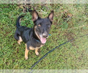 German Shepherd Dog-Unknown Mix Dogs for adoption in Miami, FL, USA