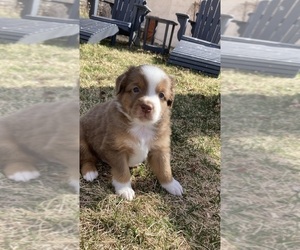 Miniature Australian Shepherd Puppy for sale in GYPSUM, CO, USA
