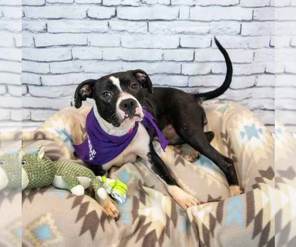 Medium Photo #4 Bull-Boxer Puppy For Sale in Kennesaw, GA, USA