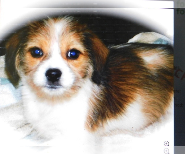 Medium Photo #2 Jack Russell Terrier-Shih Tzu Mix Puppy For Sale in HAMMOND, IN, USA