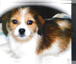 Small #1 Jack Russell Terrier-Shih Tzu Mix