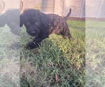 Small #30 Labradoodle
