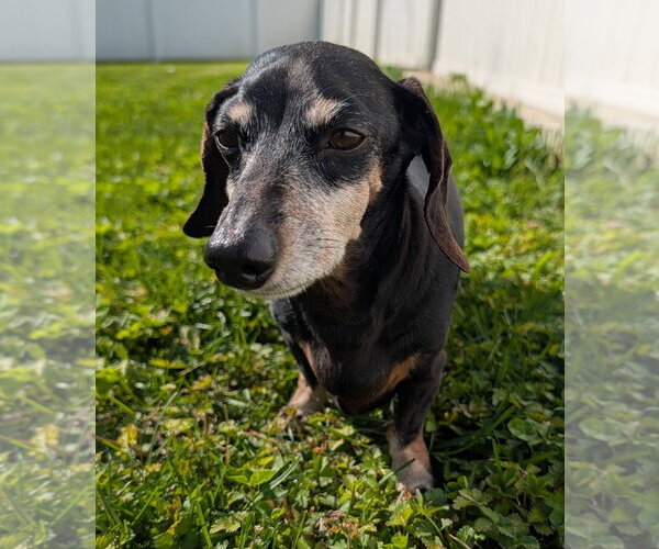 Medium Photo #2 Dachshund Puppy For Sale in Shelbyville, TN, USA