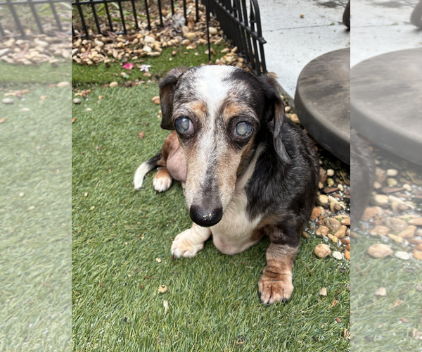 Medium Photo #2 Dachshund Puppy For Sale in Weston, FL, USA