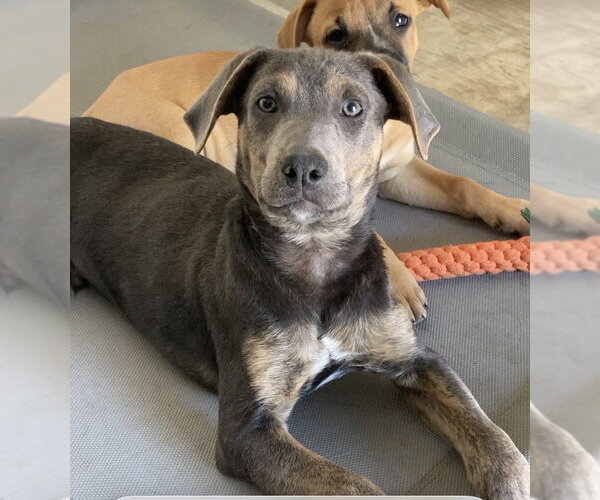 Medium Photo #2 Mutt Puppy For Sale in San Diego, CA, USA