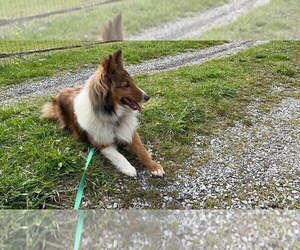 Mother of the Shetland Sheepdog puppies born on 08/03/2026