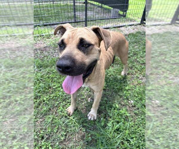 Medium Photo #4 Black Mouth Cur-Unknown Mix Puppy For Sale in Abbeville, LA, USA