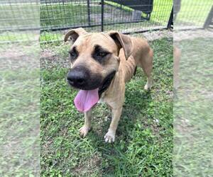 Izzy - Female Black Mouth Cur-Unknown Mix Dog for Adoption - Photo #4