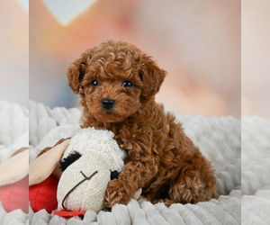Poodle (Miniature) Puppy for sale in LOWELL, MA, USA