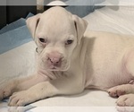 Small Photo #10 Boxer Puppy For Sale in DISPUTANTA, VA, USA